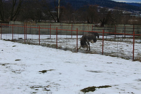 ostrich farmの写真素材