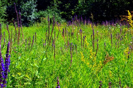 Wild salvia flowersの写真素材