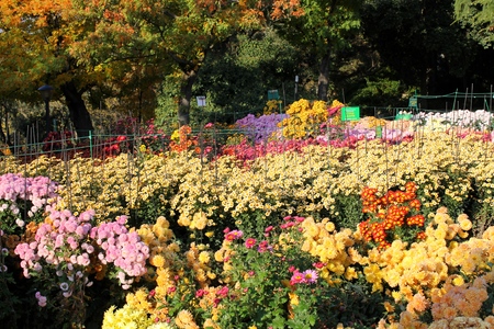 colorful chrysanthemumsの写真素材