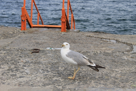 seagullの写真素材