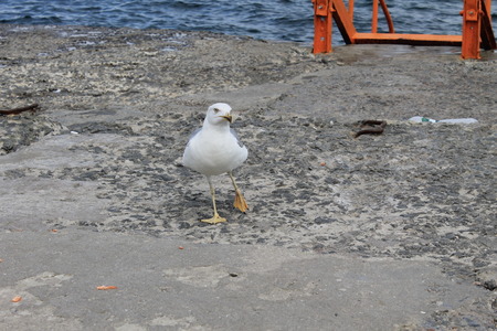 seagullの写真素材