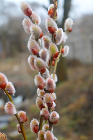 Pussy willow branchesの写真素材