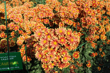 Orange chrysanthemumsの写真素材