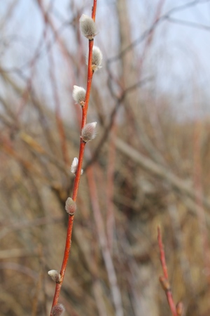 pussy willowの写真素材