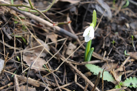 White snowdropの写真素材
