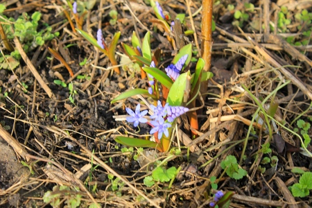 Blue snowdrops