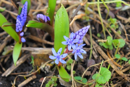 Blue snowdropsの写真素材