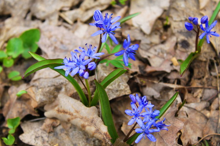 Blue snowdropsの写真素材