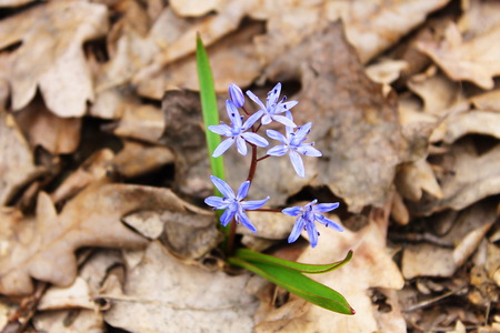 Blue snowdrops