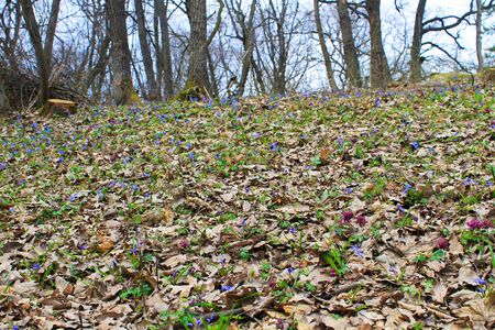 Spring flowers in the forestの写真素材