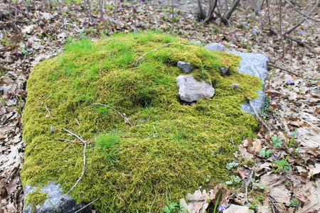 stone with mossの写真素材