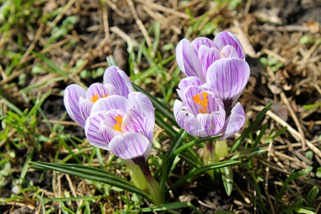 crocusesの写真素材