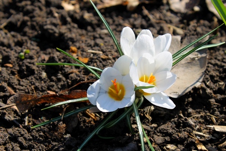 white crocusesの写真素材