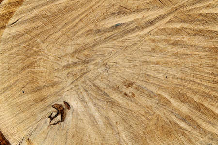 wooden texture