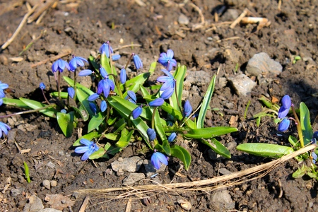 Blue snowdropsの写真素材