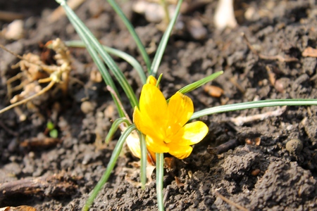 yellow crocusの写真素材