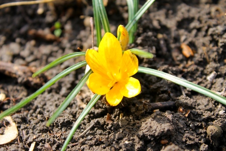 yellow crocusの写真素材