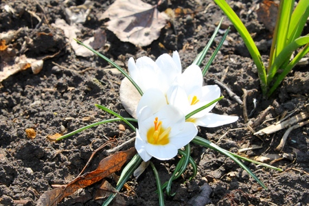 white crocusesの写真素材