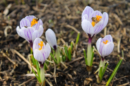 Bees on crocusesの写真素材