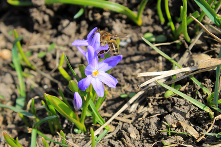 Bee on the glory-of-the-snowの写真素材