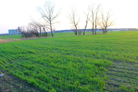 Field of green wheatの写真素材
