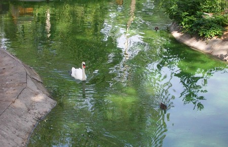 Swan and ducks in pondの写真素材