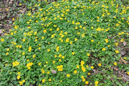yellow buttercupsの写真素材