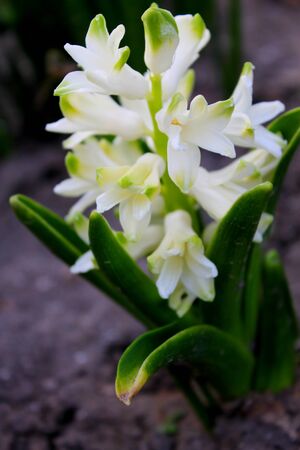 white hyacinthの写真素材