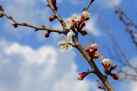 Blossoming branch of apricot