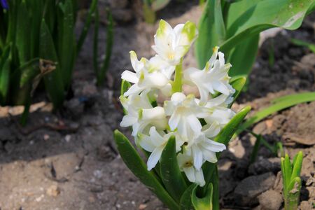 white hyacinthの写真素材