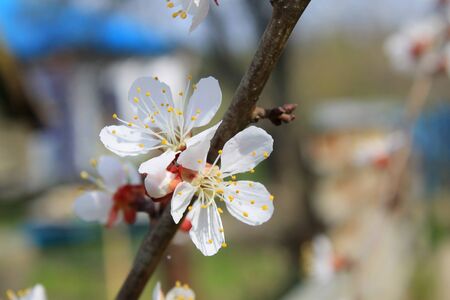 Flowers of apricotの写真素材