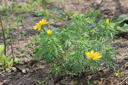 Yellow adonisの写真素材