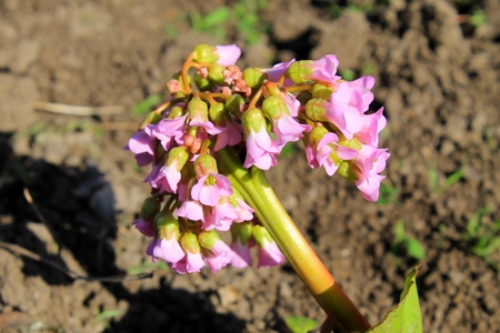 Cultivar badan (Bergenia crassifolia) flowerの写真素材