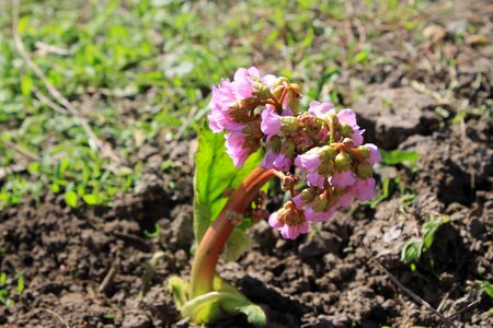 Cultivar badan (Bergenia crassifolia) flowerの写真素材