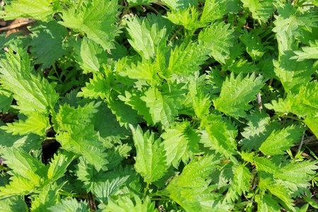Nettles backgroundの写真素材