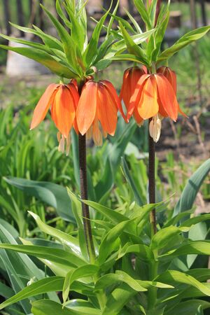 Fritillaria Imperialの写真素材