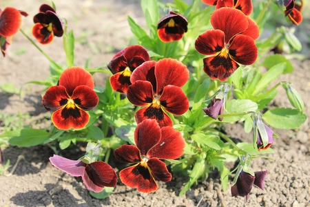 Red pansies (viola tricolor)の写真素材