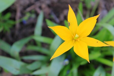 Yellow wild tulip (Tulipa sylvestris)の写真素材