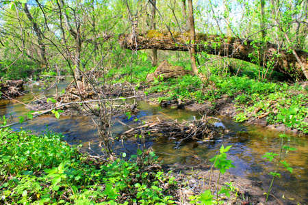 Small river on springの写真素材