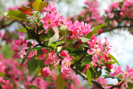 Pink blossom treeの写真素材