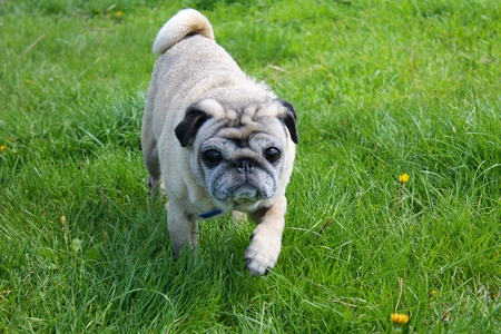 Pug dog on green grassの写真素材