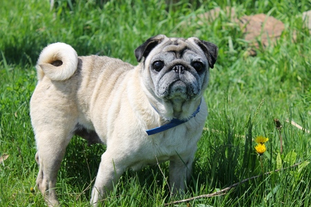 Pug dog on green grassの写真素材
