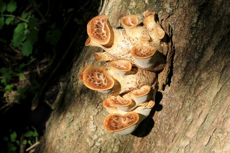 mushrooms on the treeの写真素材