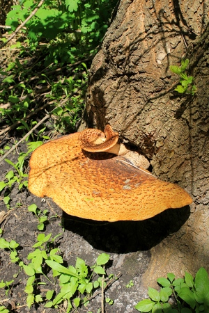 mushrooms on the treeの写真素材