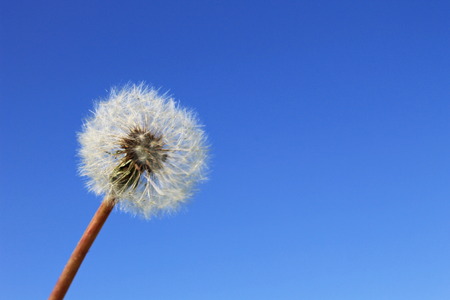 Dandelion on blue sky backgroundの写真素材