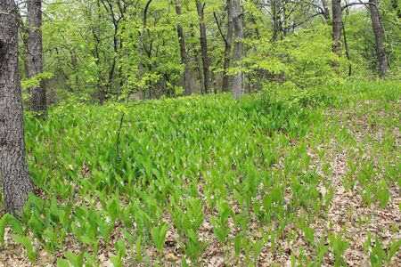 Lilies of the valley in the forestの写真素材