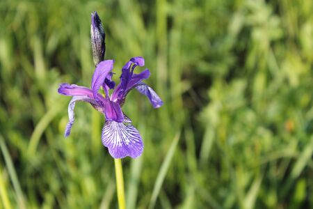 Wild blue iris flowersの写真素材