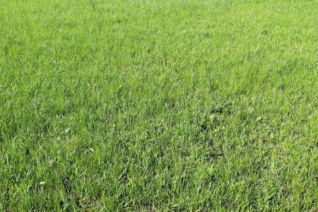 green grass backgroundの写真素材