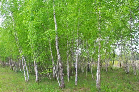 birch forestの写真素材