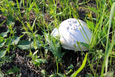 Champignon in green grassの写真素材